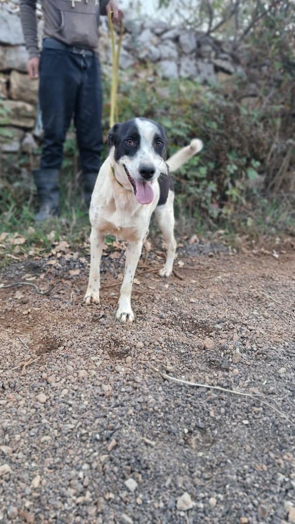 Daisy, una splendida meticcia Foto 2